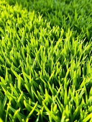 Close-up of dense, vibrant artificial grass blades, mimicking a healthy, manicured lawn,  synthetic,  realistic