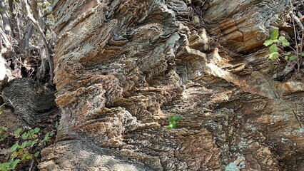 Stromatolite