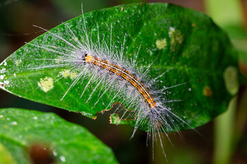 Caterpillar on Green Leaf: A detailed view of a caterpillar, with its fuzzy and intricate body, gracefully rests on a vibrant green leaf, depicting nature's delicate beauty.
