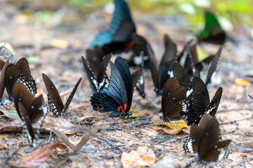 Butterfly Gathering on Forest Floor: An ensemble of vibrant butterflies, wings elegantly poised, congregates on the forest floor, creating a mesmerizing spectacle of nature's artistry.