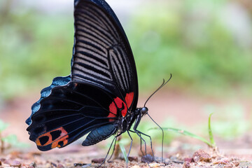 The Elegant Butterfly: A striking black butterfly, adorned with vibrant red and orange accents, rests delicately on a leaf, its wings slightly unfurled.