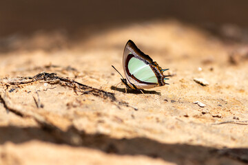 Butterfly on a Stone: The photo captures the beauty of a single butterfly with wings resting gently on a weathered stone, basking in the warmth of sunlight.
