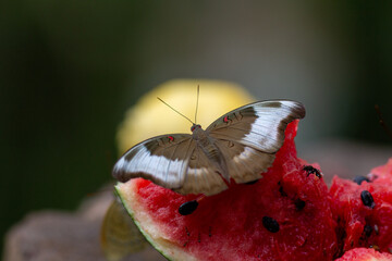 Butterfly's Sweet Repast: A beautiful butterfly with delicate wings is savoring a sweet piece of watermelon, capturing a moment of harmony between nature and nourishment.