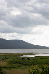 Calm Waters and Serene Landscape: A serene landscape unfolds before the viewer, with calm waters meeting the horizon, rolling hills, and a dramatic sky filled with clouds.