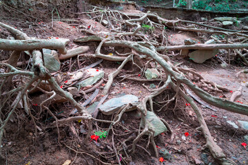 Nature's Network: Intertwined roots and weathered stones tell a tale of enduring strength, revealing a captivating pattern of organic textures, in a vibrant display of life's intricate design.