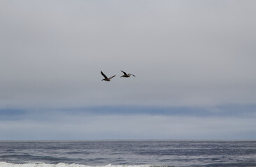 Two Pelicans Flying Over Ocean With Overcast Sky