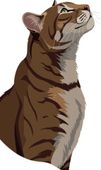 Cougar Portrait With Tan Fur Looking Up Against White Background