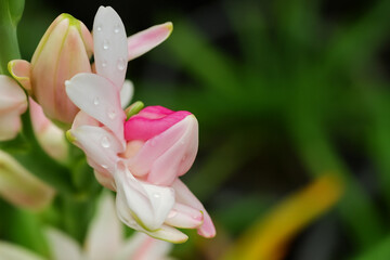 Pink and White Tuberose Flower with Water Droplets, Polianthes Tuberosa Macro Photography for Spa and Fragrance Concept