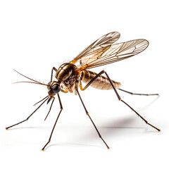 mosquito sucking blood close up on white background