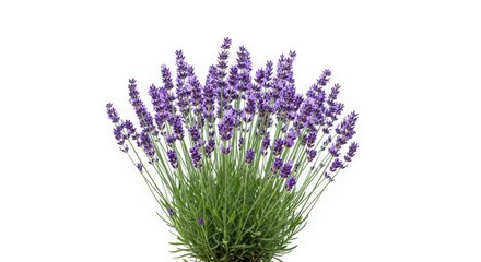 A vibrant lavender plant with purple flowers and green foliage isolated against a white background.