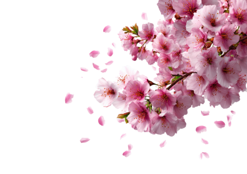 Pink cherry blossoms cascade with falling petals against a stark black background