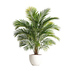 Obraz premium A lush green palm tree with many fronds in a white pot, against a black background