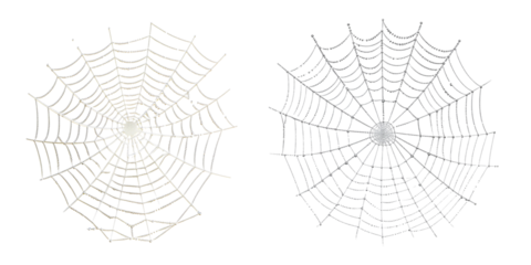 Artistic rendering of two intricate spiderwebs on a neutral