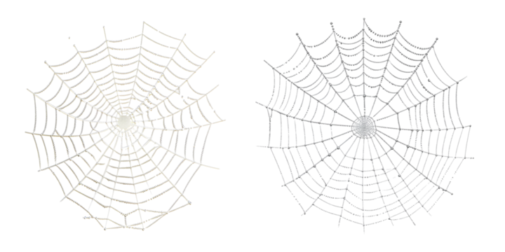 Artistic rendering of two intricate spiderwebs on a neutral