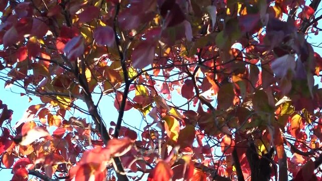 Beautiful Autumn Foliage - Red Maple Leaves Against Blue Sky