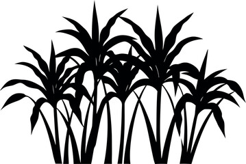 Obraz premium sugarcane plant silhouette, bamboo tree black symbol, 