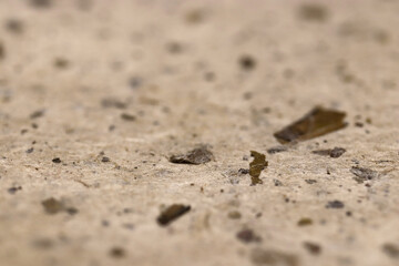 Close-up of scattered debris on a textured paper texture