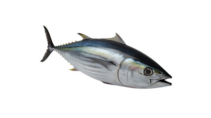 Tuna Fish Facts You Need