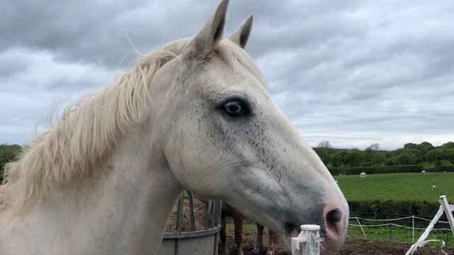 A white horse with blue eyes blinks in a field under aon overcast sky.