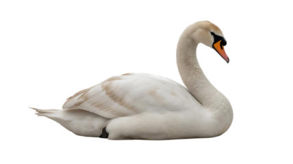 White Swan Glides Across Lake