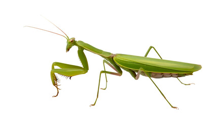 Green praying mantis insect hunting
