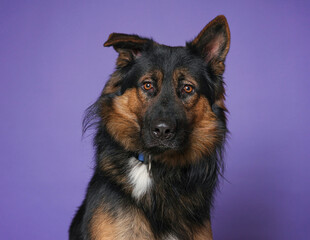 Cute dog on an isolated background studio shot