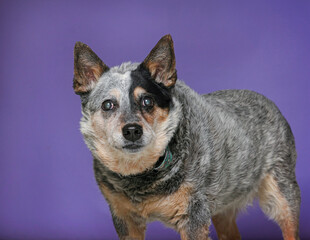 Cute dog on an isolated background studio shot