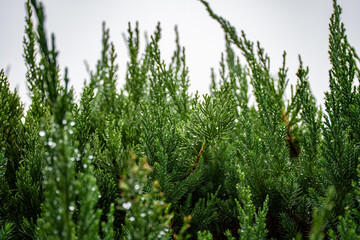 雨に濡れるカイヅカイブキ（貝塚伊吹）