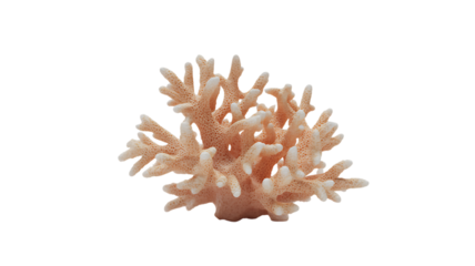 Coral growth supports sea creatures