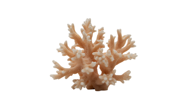 Coral reefs protect marine life