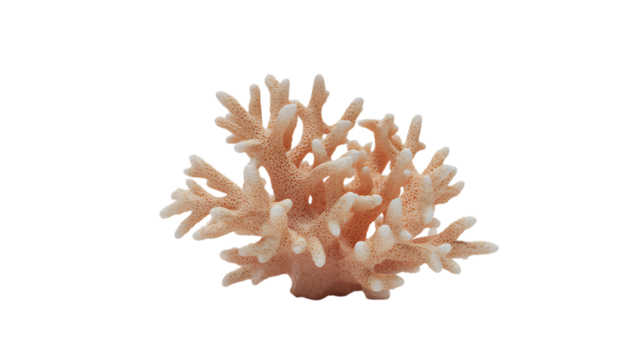 Coral growth supports sea creatures