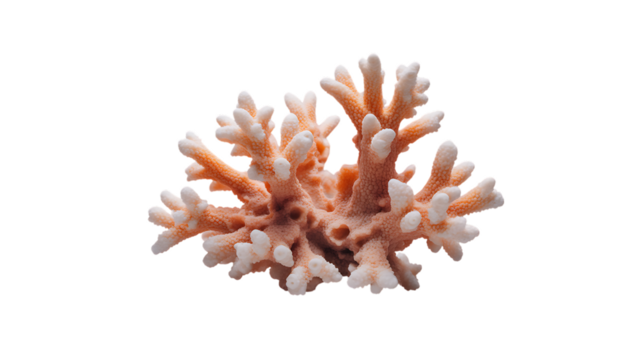 Coral beauty beneath the waves