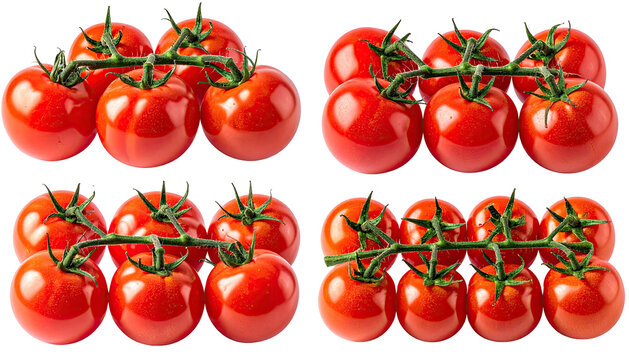 Four clusters of red tomatoes on green vines