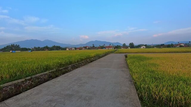 Footage of sparrows and house sparrows flitting around a rice field. Videography of a busy rice field with the occasional bird flying overhead in 4K resolution. Behavior of rice field pests