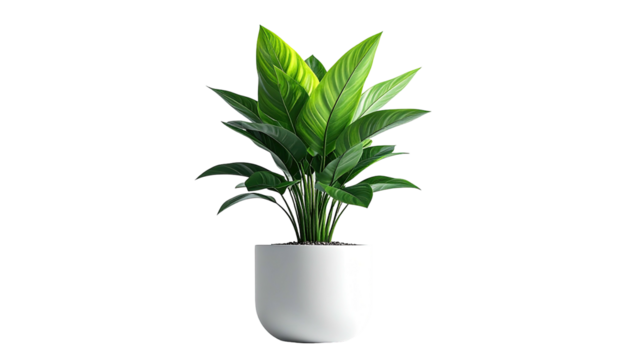 Green plant in white pot, vibrant leaves against black backdrop