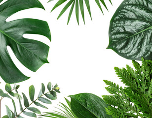 Lush Green Tropical Leaves Frame a White Background.