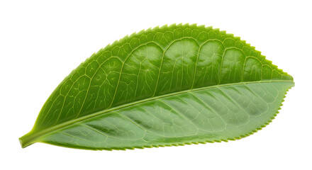 Obraz premium A Single Vibrant Green Tea Leaf Isolated on a White Background.