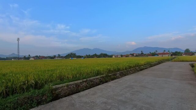 Footage of sparrows and house sparrows flitting around a rice field. Videography of a busy rice field with the occasional bird flying overhead in 4K resolution. Behavior of rice field pests
