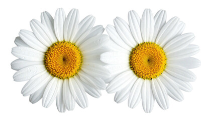 Two blooming daisies, pristine white petals, vibrant yellow centers