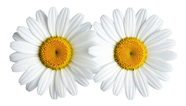 Two blooming daisies, pristine white petals, vibrant yellow centers - Powered by Adobe