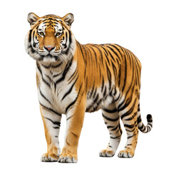 Fototapeta premium Realistic full-body Siberian tiger standing proudly on transparent background
