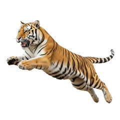 Obraz premium Siberian tiger leaping in midair, dynamic pose, transparent background