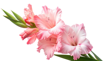 Pink gladiolus bloom with unopened buds against a black backdrop