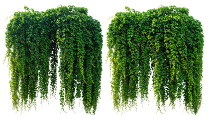 Twin plant groupings, leafy and verdant, cascading downwards