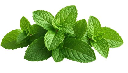 Vibrant fresh green mint leaves clustered against a dark background