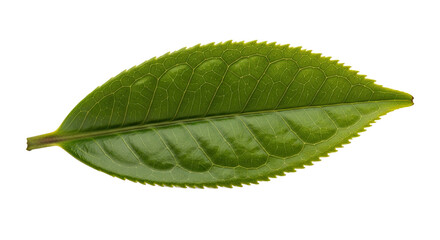 Obraz premium Single Green Tea Leaf Isolated on White Background 5.