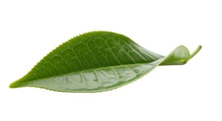 Single Green Tea Leaf Isolated on White Background 11.