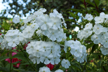 White paniculate phlox bloom in a summer park