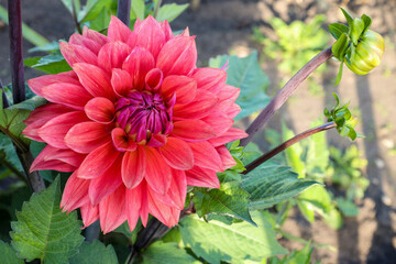 red dahlia blooming in the garden on a bright sunny day