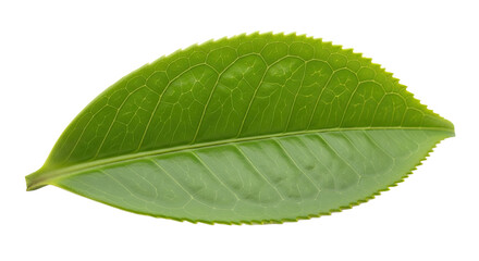 Obraz premium Single Green Tea Leaf Isolated on White Background 19.